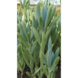 Черенок Крестовник плосколистный (Senecio ficoides)