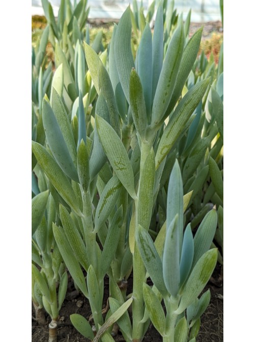 Черенок Крестовник плосколистный (Senecio ficoides)