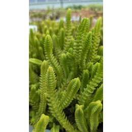 Черенок Крассула мускоза (Crassula muscosa)