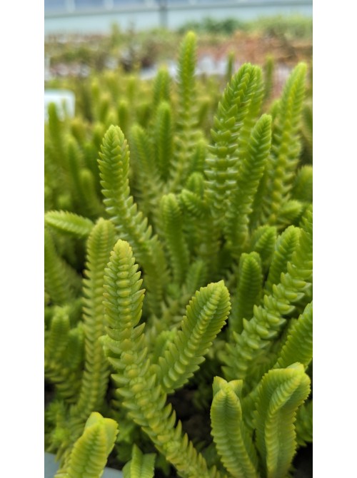 Черенок Крассула мускоза (Crassula muscosa)