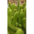 Черенок Крассула мускоза (Crassula muscosa)
