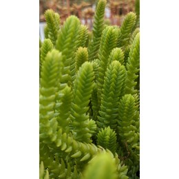 Черенок Крассула мускоза (Crassula muscosa)