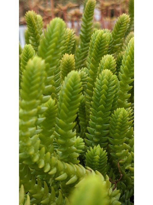 Черенок Крассула мускоза (Crassula muscosa)