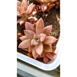 Черенок Граптоверия янтарная (Graptoveria Gilva)