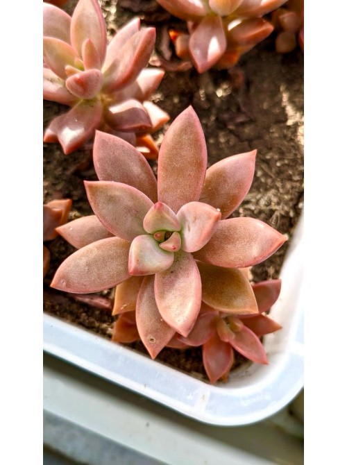 Черенок Граптоверия янтарная (Graptoveria Gilva)