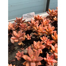 Черенок Граптоверия янтарная (Graptoveria Gilva)