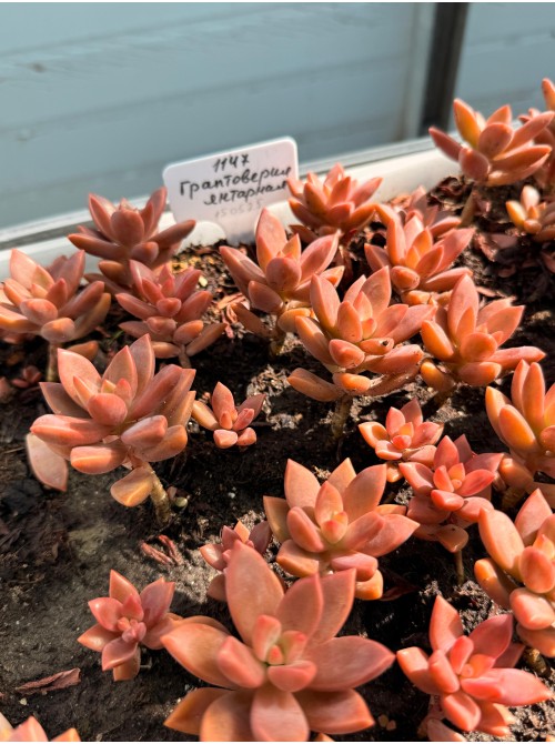 Черенок Граптоверия янтарная (Graptoveria Gilva)