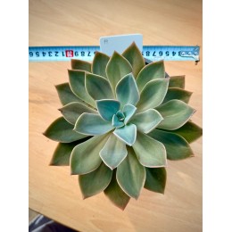 Граптоверия Дуглас Хат (Graptoveria Douglas Huth) Укорененная розетка 15 см