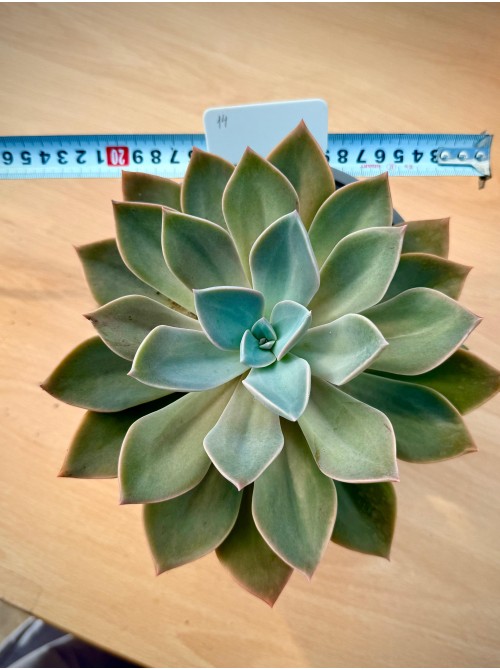 Граптоверия Дуглас Хат (Graptoveria Douglas Huth) Укорененная розетка 15 см