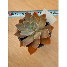 Граптоверия Дуглас Хат (Graptoveria Douglas Huth) Укорененная розетка 15 см