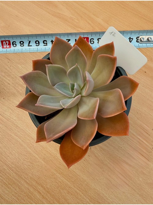 Граптоверия Дуглас Хат (Graptoveria Douglas Huth) Укорененная розетка 15 см