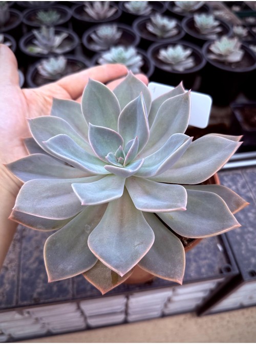 Граптоверия Дуглас Хат (Graptoveria Douglas Huth) Укорененная розетка 15 см