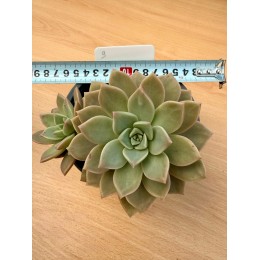 Граптоверия Титубанс (Graptoveria Titubans) Укорененное растение 10 см