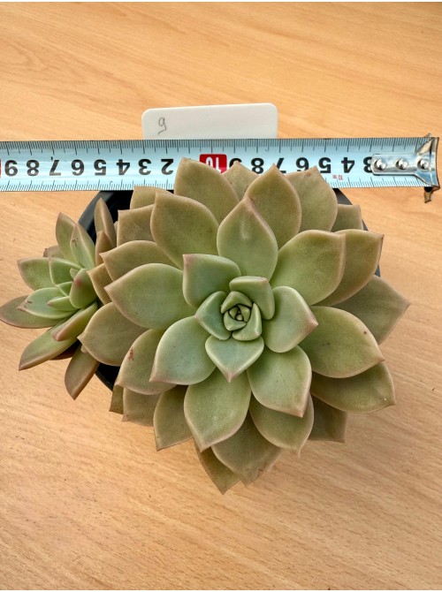 Граптоверия Титубанс (Graptoveria Titubans) Укорененное растение 10 см