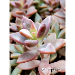 Черенок Граптоверия янтарная (Graptoveria Gilva)