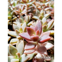 Черенок Граптоверия янтарная (Graptoveria Gilva)