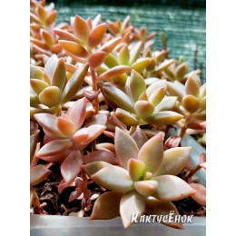 Черенок Граптоверия янтарная (Graptoveria Gilva)