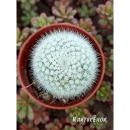 Нотокактус метельчатый Альбиспинус.  «Notocactus Scopa Var. Albispinus»