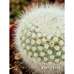 Нотокактус метельчатый Альбиспинус.  «Notocactus Scopa Var. Albispinus»