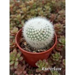 Нотокактус метельчатый Альбиспинус.  «Notocactus Scopa Var. Albispinus»