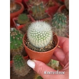 Нотокактус метельчатый Альбиспинус.  «Notocactus Scopa Var. Albispinus»