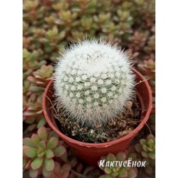 Нотокактус метельчатый Альбиспинус.  «Notocactus Scopa Var. Albispinus»