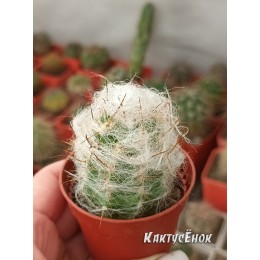 Ореоцереус Тролли  (Oreocereus trolli)