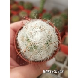 Ореоцереус Тролли  (Oreocereus trolli)