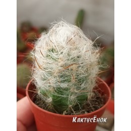 Ореоцереус Тролли  (Oreocereus trolli)