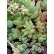 Черенок Крассула шерстистая (Crassula lanuginosa)