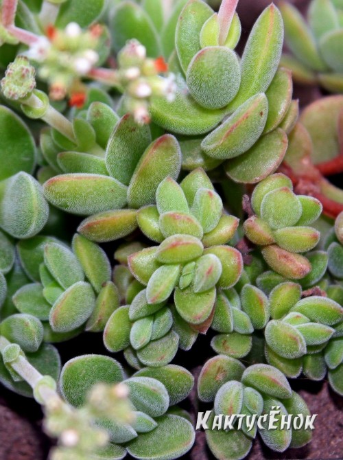 Черенок Крассула шерстистая (Crassula lanuginosa)