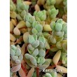 Черенок Крассула шерстистая (Crassula lanuginosa)