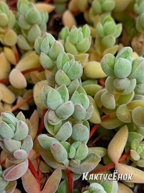 Черенок Крассула шерстистая (Crassula lanuginosa)