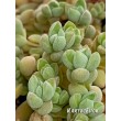 Черенок Крассула шерстистая (Crassula lanuginosa)