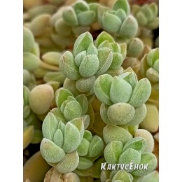 Черенок Крассула шерстистая (Crassula lanuginosa)