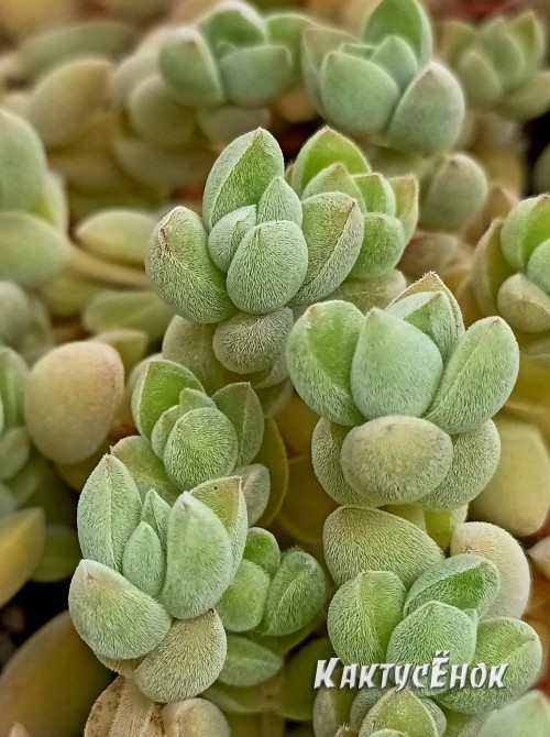 Черенок Крассула шерстистая (Crassula lanuginosa)