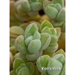 Черенок Крассула шерстистая (Crassula lanuginosa)