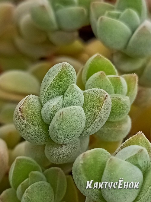 Черенок Крассула шерстистая (Crassula lanuginosa)