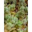 Черенок Крассула шерстистая (Crassula lanuginosa)