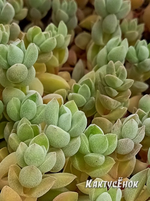 Черенок Крассула шерстистая (Crassula lanuginosa)