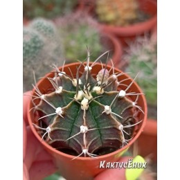 Гимнокалициум Михановича (Gymnocalycium mihanovichii)