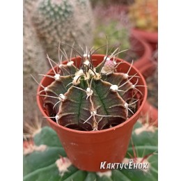 Гимнокалициум Михановича (Gymnocalycium mihanovichii)