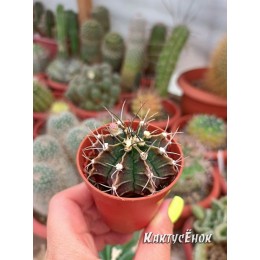 Гимнокалициум Михановича (Gymnocalycium mihanovichii)
