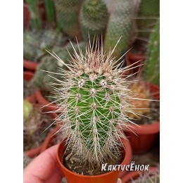 Пахицереус прингли  (Pachycereus pringlei)