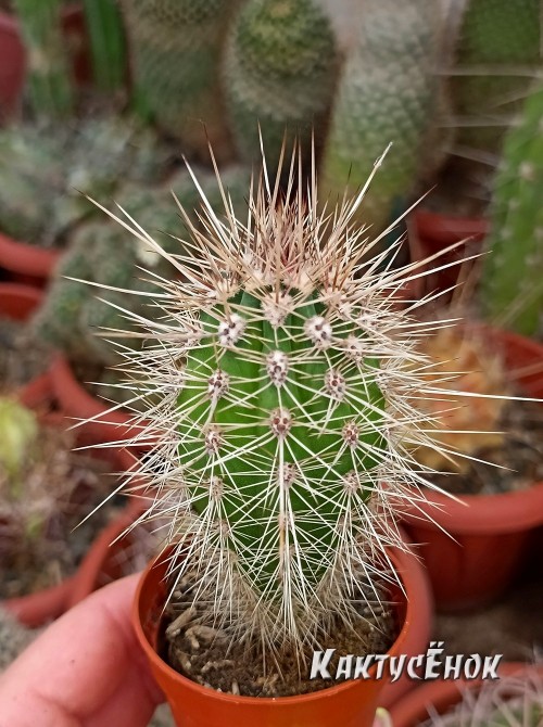 Пахицереус прингли  (Pachycereus pringlei) 