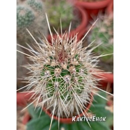 Пахицереус прингли  (Pachycereus pringlei)