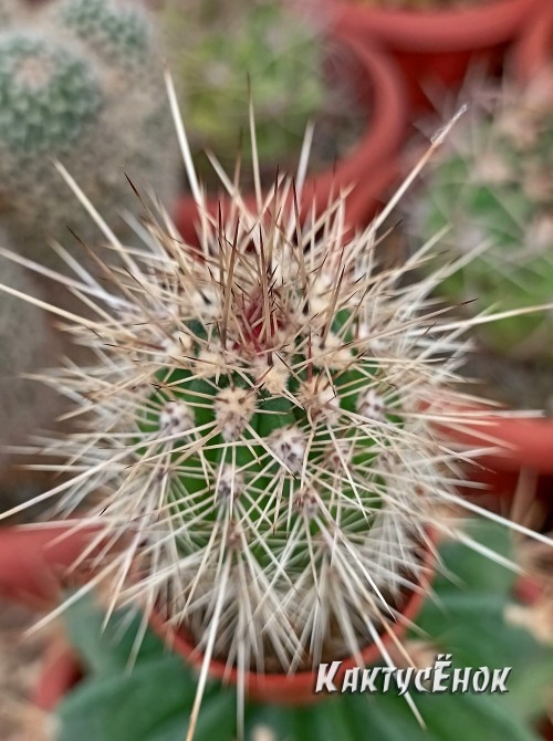 Пахицереус прингли  (Pachycereus pringlei) 