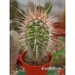 Пахицереус прингли  (Pachycereus pringlei) 