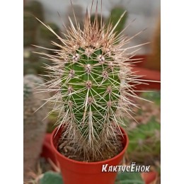 Пахицереус прингли  (Pachycereus pringlei)