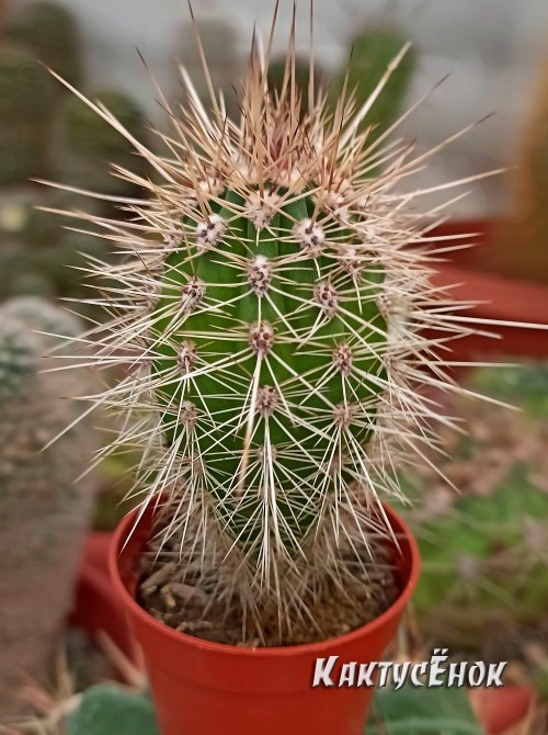 Пахицереус прингли  (Pachycereus pringlei) 